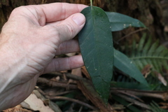 Parsonsia rotata