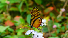 Dircenna kolijkensis