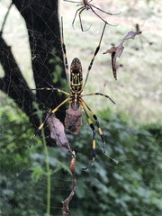 Trichonephila clavata