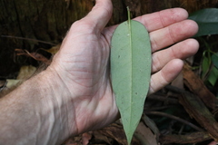 Parsonsia rotata