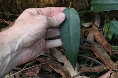 Parsonsia rotata
