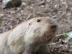 Cratogeomys castanops