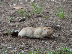 Cratogeomys castanops