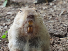 Cratogeomys castanops