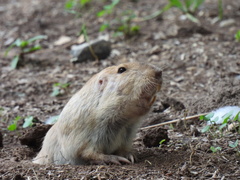 Cratogeomys castanops