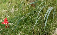 Gladiolus cardinalis