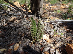 Cheilanthes lasiophylla