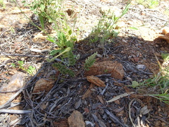 Cheilanthes lasiophylla