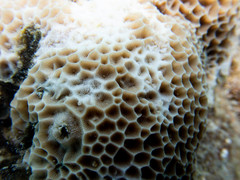 Gardineroseris planulata