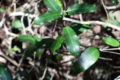 Leichhardtia flavescens