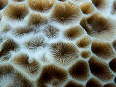 Gardineroseris planulata