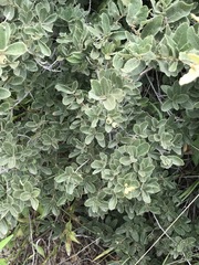 Quercus striatula