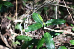 Leichhardtia flavescens