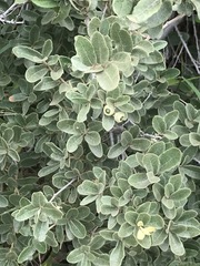 Quercus striatula