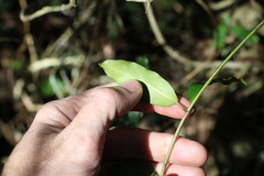 Leichhardtia flavescens