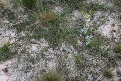 Aspalathus crassisepala