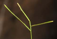 Paspalum scrobiculatum