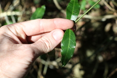 Leichhardtia flavescens