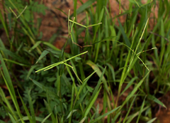 Paspalum scrobiculatum