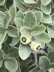 Quercus striatula