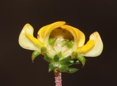 Aspalathus crassisepala