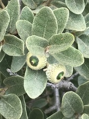Quercus striatula