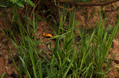 Paspalum scrobiculatum