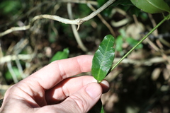 Leichhardtia flavescens