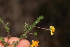 Aspalathus crassisepala