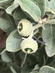 Quercus striatula