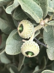 Quercus striatula