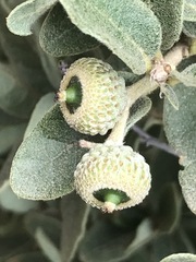 Quercus striatula