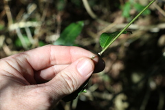 Leichhardtia flavescens