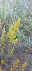 Artemisia palustris