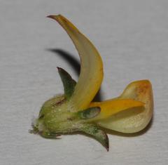 Aspalathus crassisepala