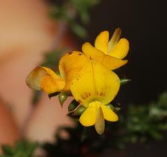 Aspalathus crassisepala