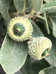 Quercus striatula