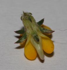 Aspalathus crassisepala