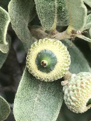 Quercus striatula