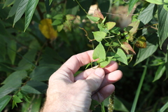 Muehlenbeckia gracillima
