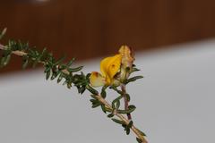 Aspalathus crassisepala