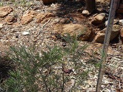 Senna artemisioides artemisioides