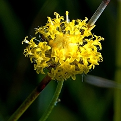 Leptorhynchos nitidulus