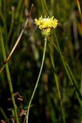 Leptorhynchos nitidulus