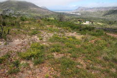 Aspalathus ericifolia ericifolia