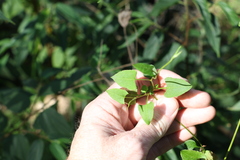 Muehlenbeckia gracillima