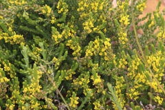 Aspalathus ericifolia ericifolia