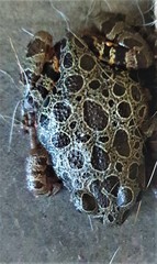 Hylambates maculatus