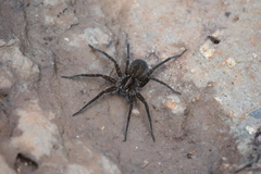 Dolomedes instabilis