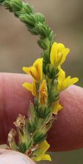Aspalathus ericifolia ericifolia